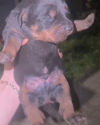 Cuccioli rottweiler