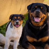 Cuccioli maschi due mesi