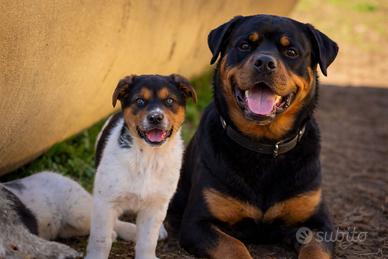 Cuccioli maschi due mesi