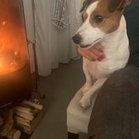 Jack russel per accoppiamento