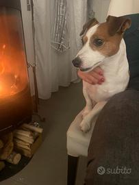 Jack russel per accoppiamento