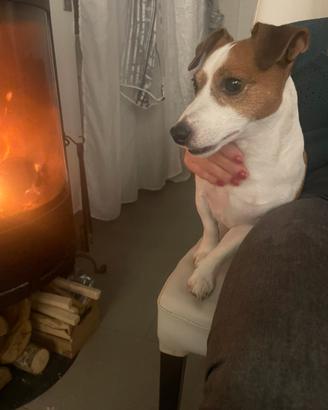 Jack russel maschio per accoppiamento