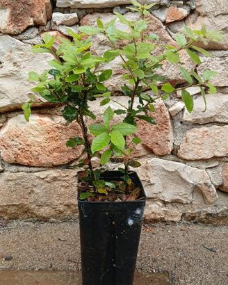 piante di leccio e fragno