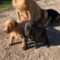 Cuccioli meticci carinissimi