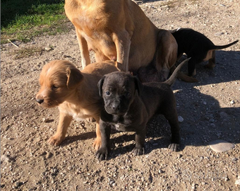 Cuccioli meticci carinissimi