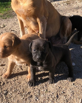 Cuccioli meticci carinissimi