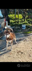 Cane Siberian Husky