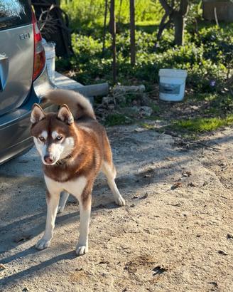 Cane Siberian Husky