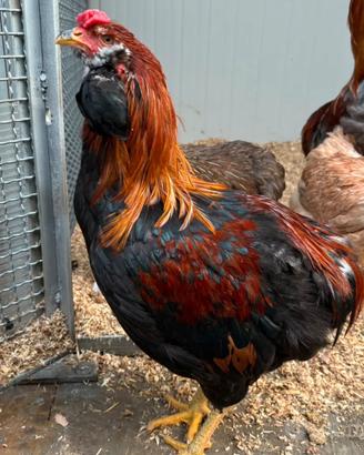 Polli Araucana