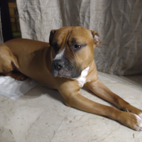 Amstaff dolcissimo e bravissimo