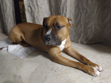 Amstaff dolcissimo e bravissimo