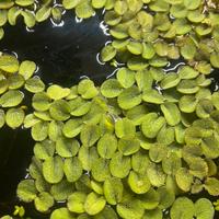 Pianta Galleggiante Salvinia