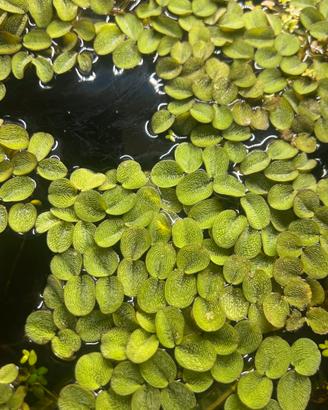 Pianta Galleggiante Salvinia