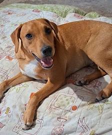 SIMBA 1anno pronto a riempire la tua vita di amore