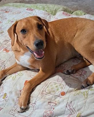 SIMBA 1anno pronto a riempire la tua vita di amore