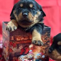 Cucciola di rottweiler con pedigree ENCI