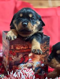 Cucciola di rottweiler con pedigree ENCI