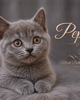 Gattina razza Certosino con pedigree