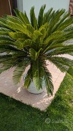 Pianta Cycas in vaso