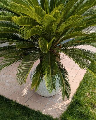 Pianta Cycas in vaso