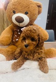 little poodles 