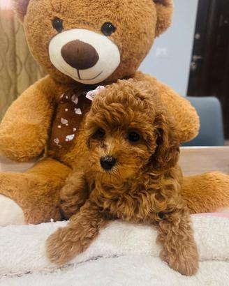 little poodles 