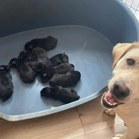 Cuccioli di Labrador neri -pronti dal 20 settembre