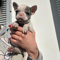 Cucciola buldog francese