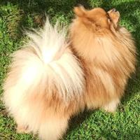 Volpino nano di Pomerania per monta