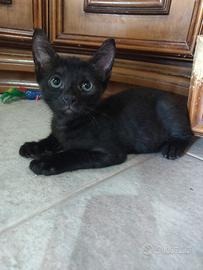 Zen gattino 2 mesi