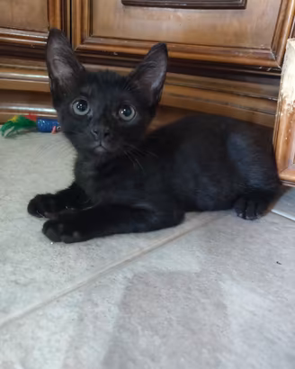 Zen gattino 2 mesi