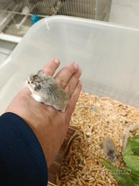 Cuccioli di criceti beby