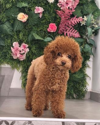 Barboncino toy per monta