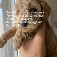 Cuccioli di barboncino