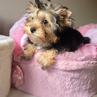 Yorkshire femmina con pedigree