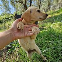 Adozione Timon dolce cucciolo 3 mesi taglia media