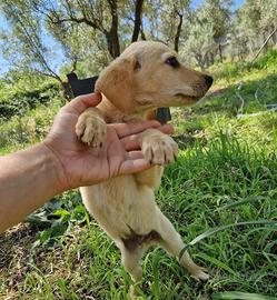 Adozione Timon dolce cucciolo 3 mesi taglia media