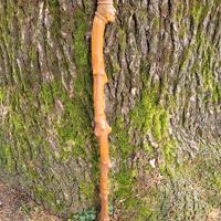 Bastone 900 ,Album foto Roma 1939  e Essevi