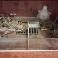 Teca per tartaruga d'acqua