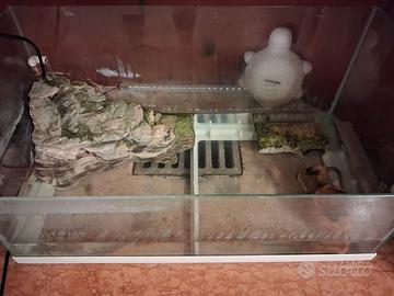 Teca per tartaruga d'acqua