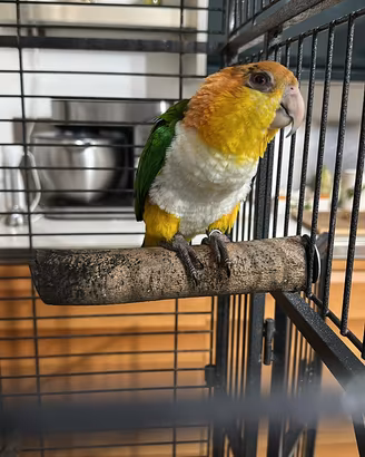 Pappagallo caicco testa gialla