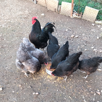 Galline Australorp