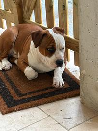 Amstaff