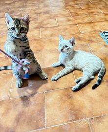 Gatto bengala
