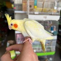 Pulli Calopsite Taglia Grande