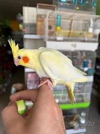 Pulli Calopsite Taglia Grande