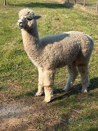Alpaca maschio