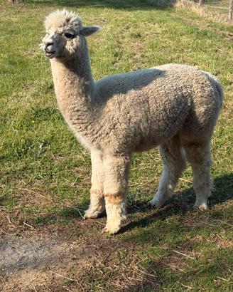 Alpaca maschio