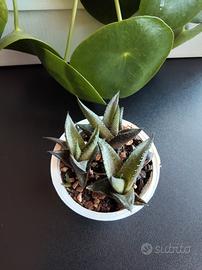 Haworthia tessellata +omaggio 