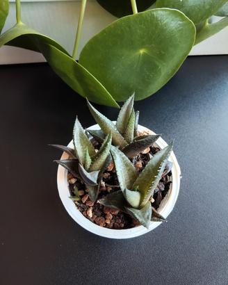 Haworthia tessellata +omaggio 